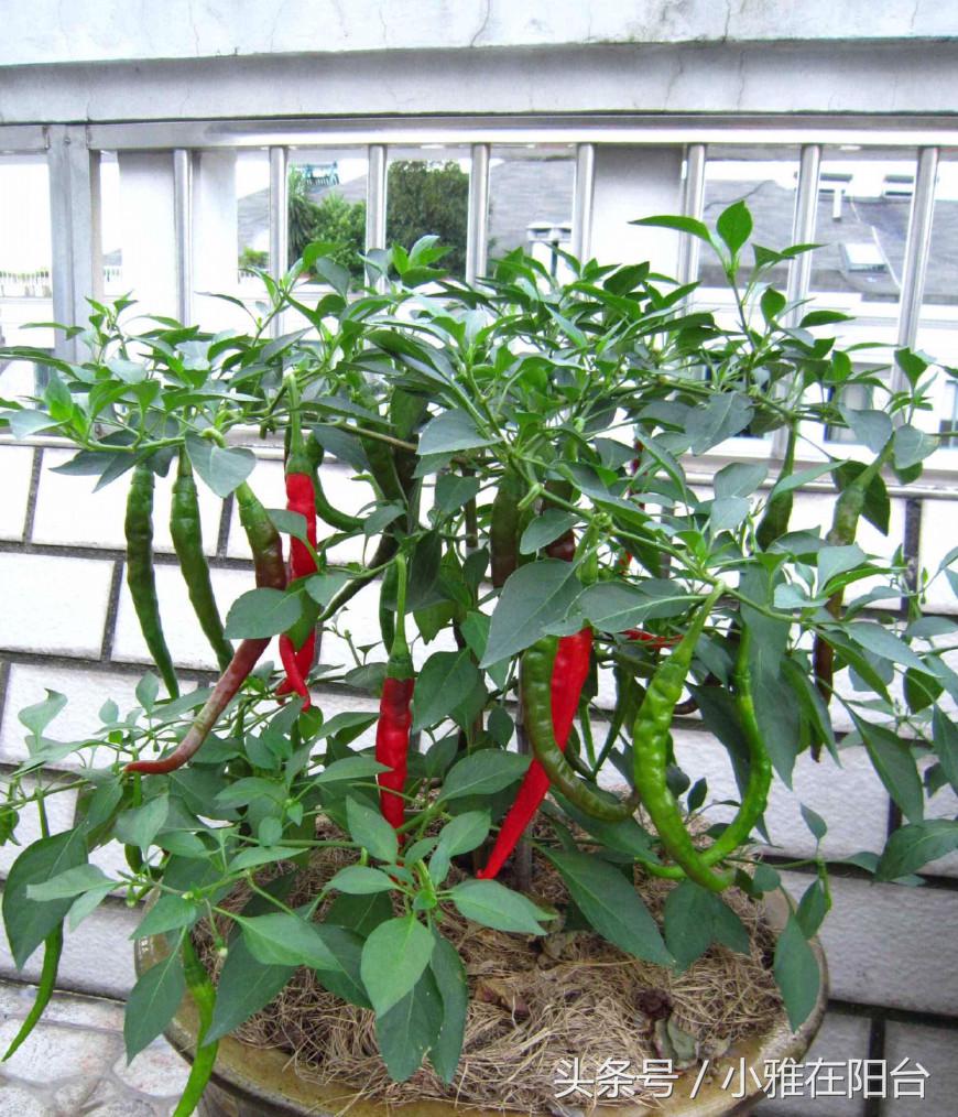 阳台种植蔬菜简单的小妙招家庭版,阳台种菜达人如何种菜