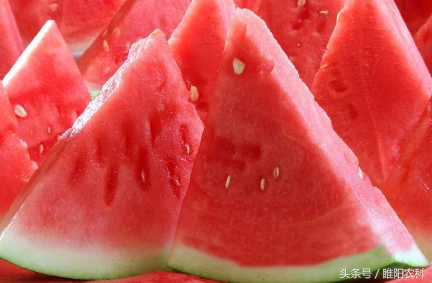 如何种西瓜才能结又大又甜的瓜,种什么西瓜又好吃又甜呢