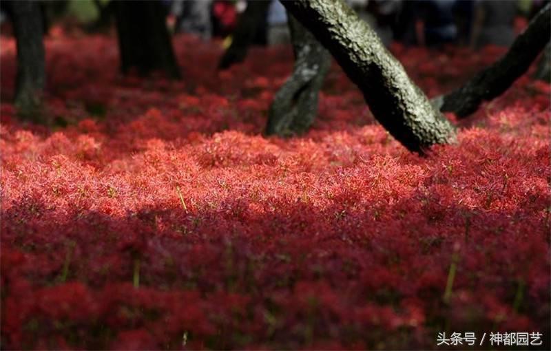 为什么曼珠沙华是死亡之花 (终有一日得见八百里黄泉曼珠沙华)