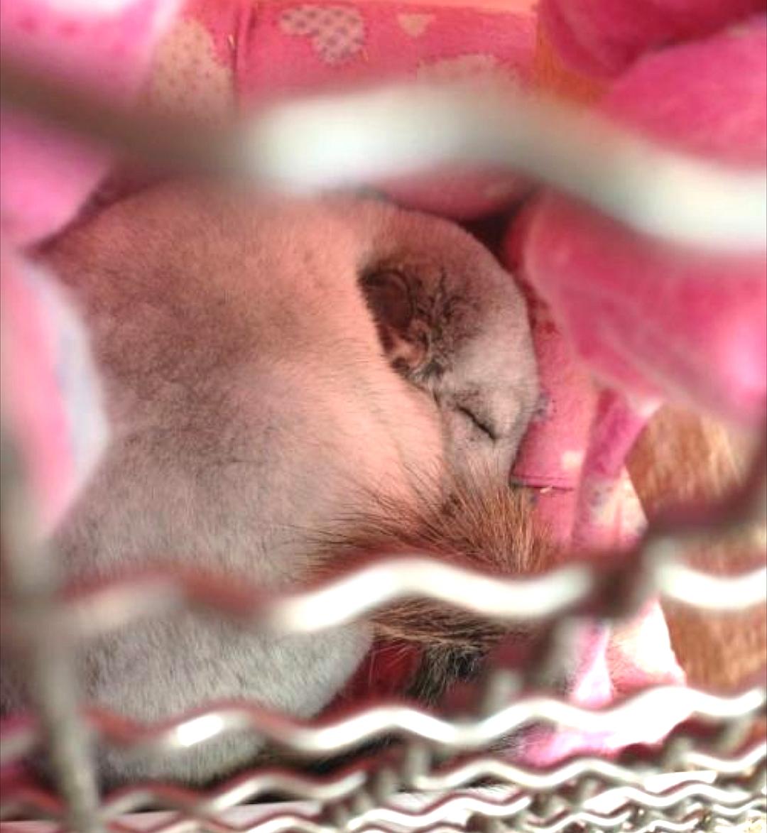 「117」龙猫妹纸怎么得了子宫炎