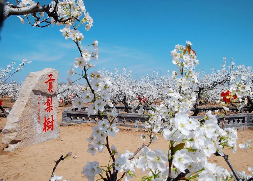 莱阳恐龙世界,莱阳恐龙历史