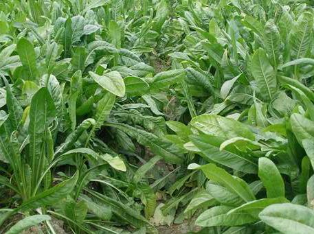 现在搞什么农业项目赚钱,做农业想赚钱必须要有新的模式