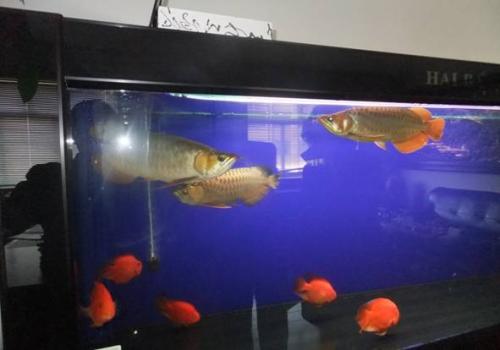 为什么金鱼养得好好的怎么就死了,为什么金鱼一养就死