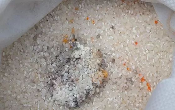 霉变怎么处理,霉变食品怎么处理