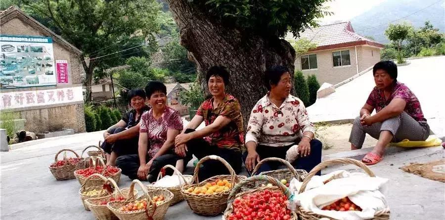 2020年烟台大棚樱桃采摘,最美樱桃季烟台露天大樱桃采摘啦