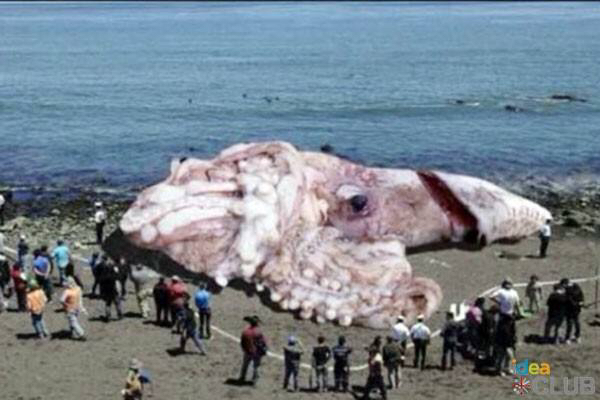 科学家认为章鱼可能是外星物种 (章鱼有可能是外星人)