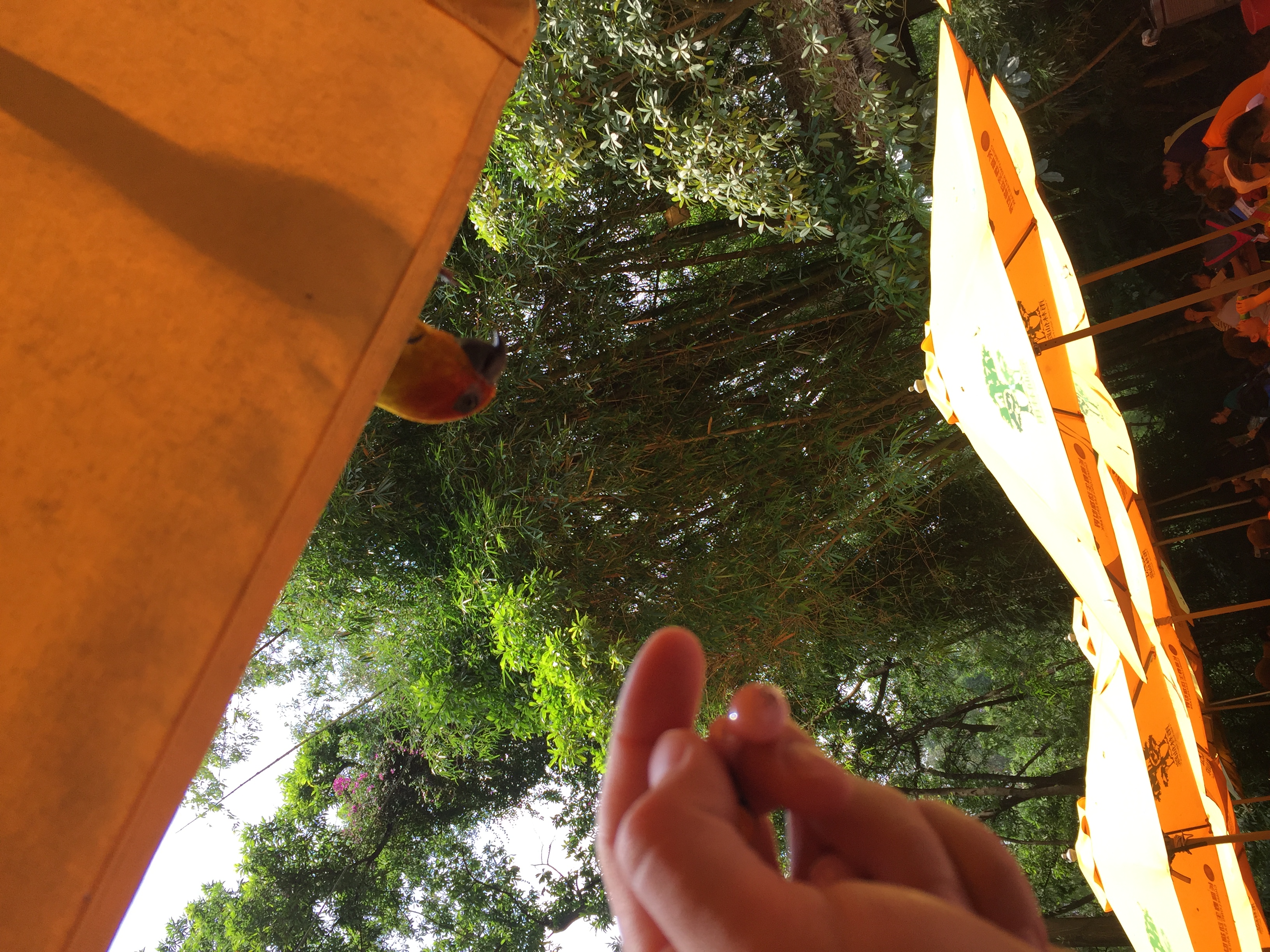 广州长隆游乐园明信片怎么写,广州长隆游记300字