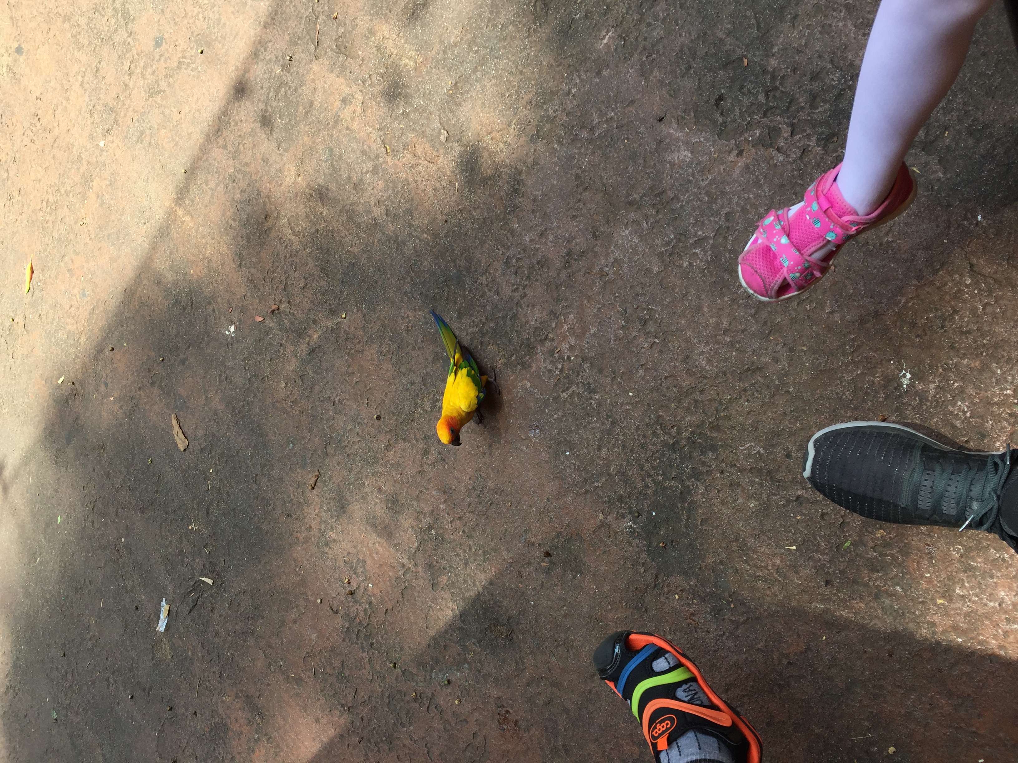 广州长隆游乐园明信片怎么写,广州长隆游记300字