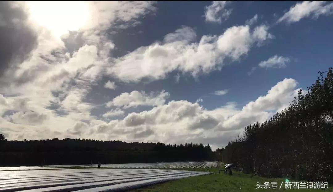 新西兰打工的感受,在新西兰旅行打工的经历