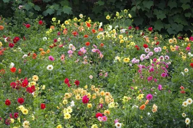 金堂鲜花山谷风景区门票多少钱,鲜花山谷金堂