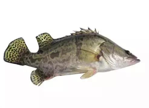 鲟鳇鱼黑龙江纯野生,黑龙江原来最大的鱼鳇鱼