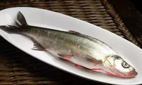 鲟鳇鱼黑龙江纯野生,黑龙江原来最大的鱼鳇鱼