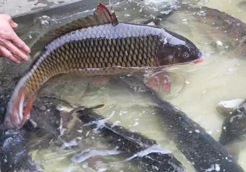 中国黑龙江的鳇鱼,探秘黑龙江鳇鱼
