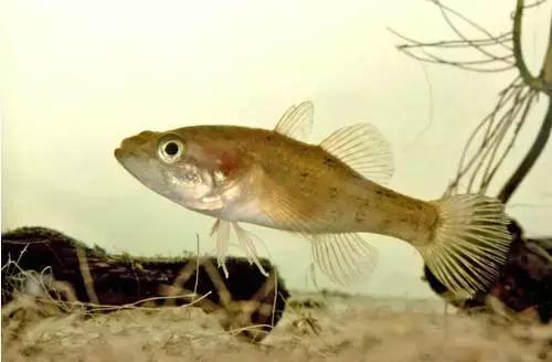 鲟鳇鱼黑龙江纯野生,黑龙江原来最大的鱼鳇鱼