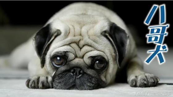 便宜又好养的狗狗小型犬,十大最认主的狗狗小型犬