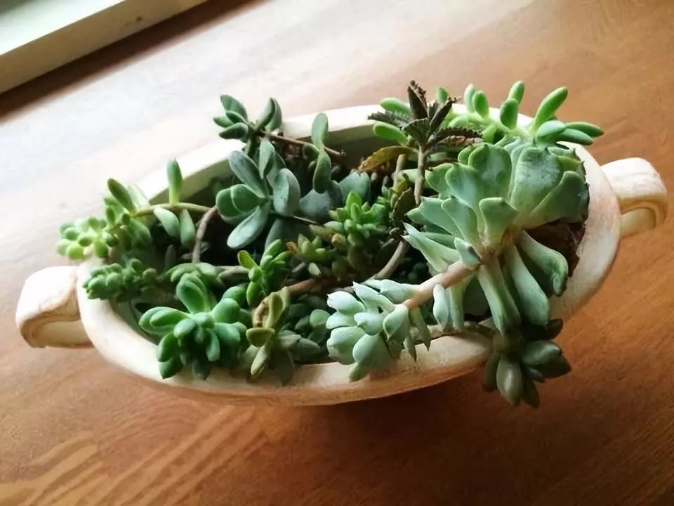 多肉徒长的原因和解决方法,多肉徒长的原因及处理方法