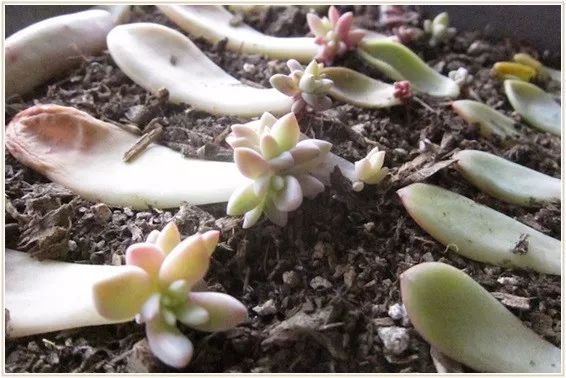 多肉徒长的原因和解决方法,多肉徒长的原因及处理方法