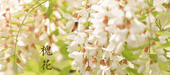 大连周边最佳赏槐地美的让人窒息