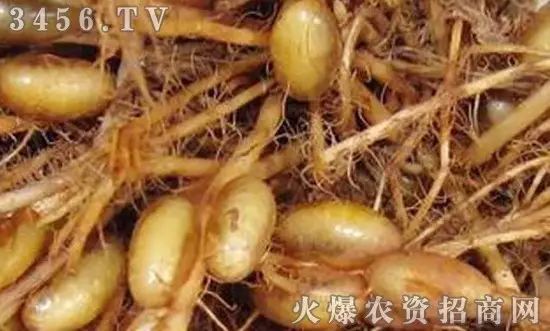 地下害虫的主要防治措施是什么,地下害虫和地面害虫怎样防治