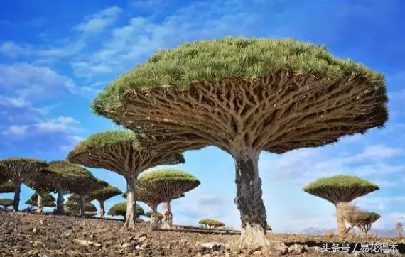 巴西木龙血树的辨识区别和鉴赏,巴西木龙血树能长多大