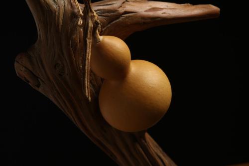 阳台上如何盆栽小葫芦,阳台怎么种植小葫芦