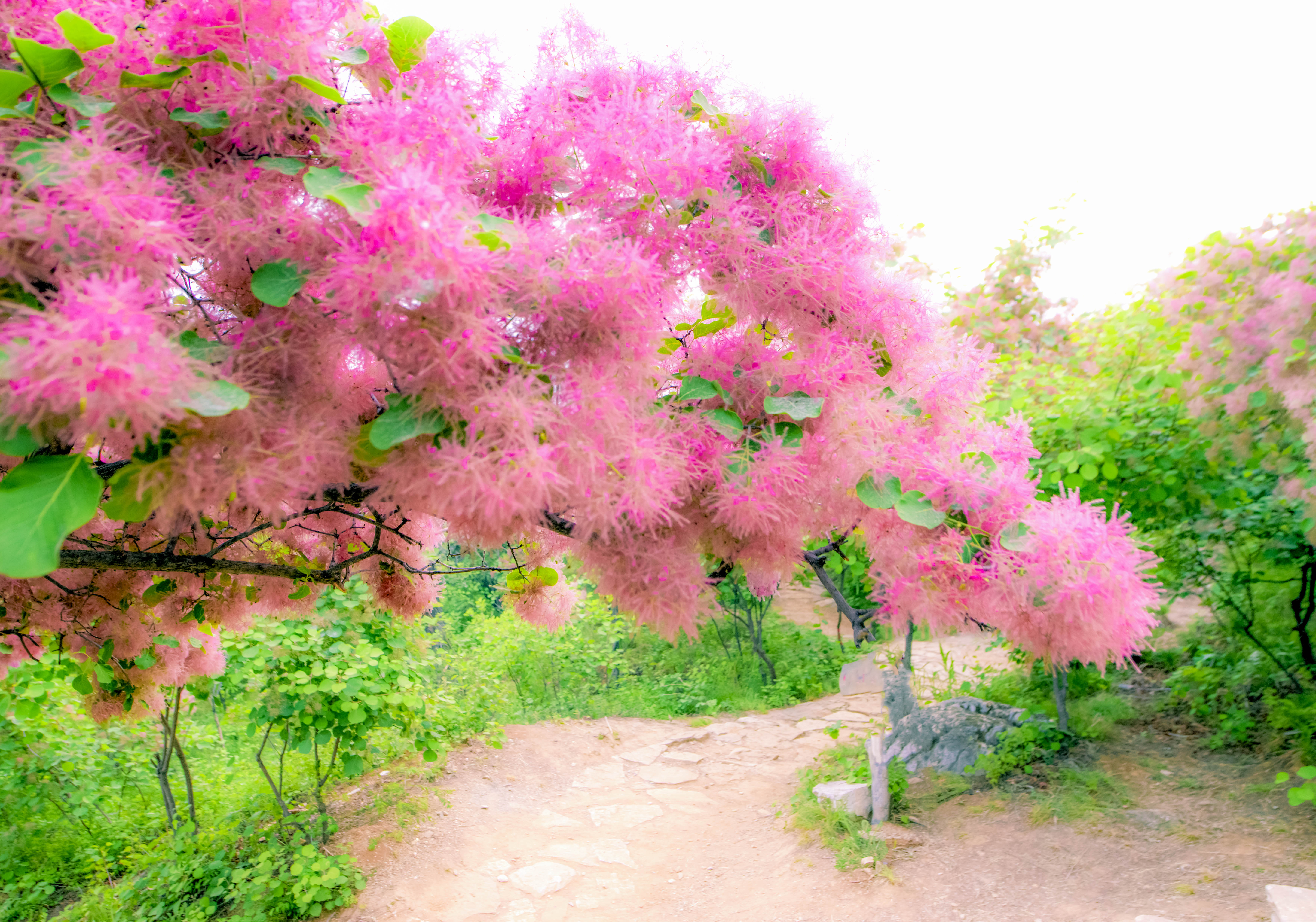 摘一簇黄栌花，把浪漫带回姥姥家，但它柔软的花身却让人不舍碰它