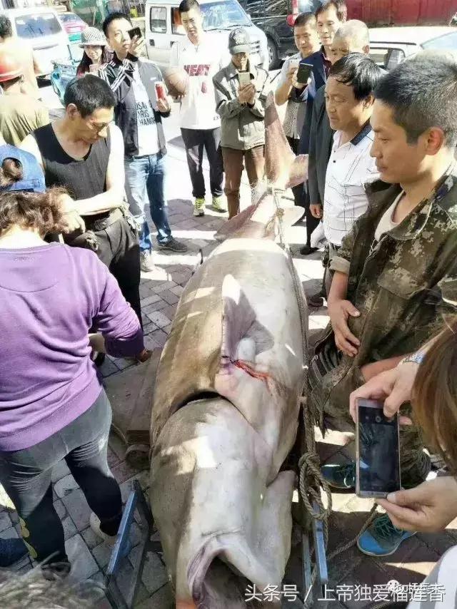 黑龙江鳇鱼最大多少斤,黑龙江大鳇鱼1000斤