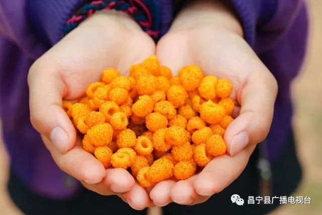 无刺黄泡采摘园昌宁,昌宁摘黄泡的地方