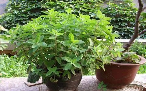 夏季你还在担心蚊虫叮咬吗,夏天你被蚊子咬了么