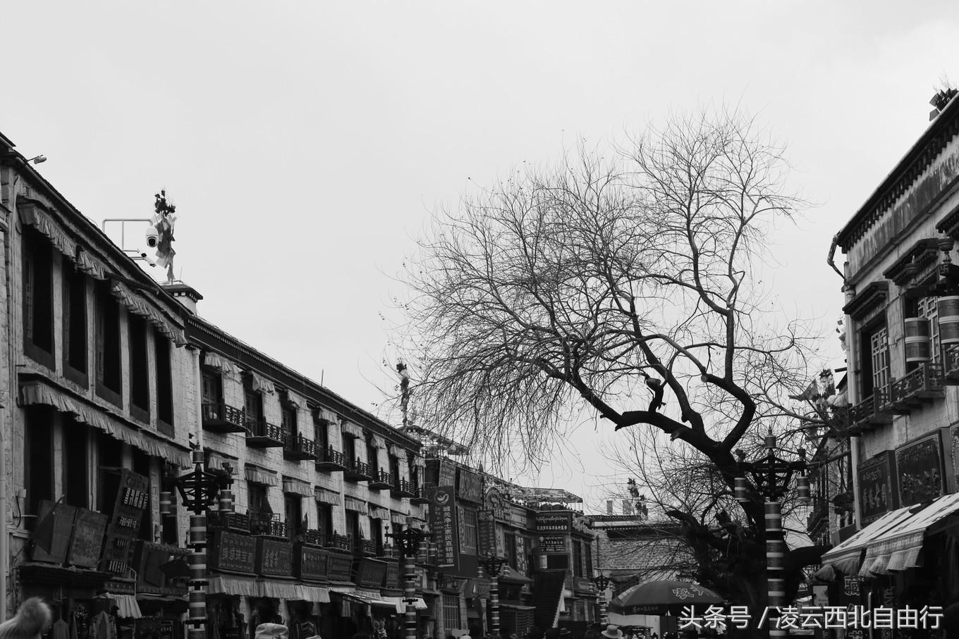 行，为寻三生三世桃花，却爱上了*藏西**的那抹蓝