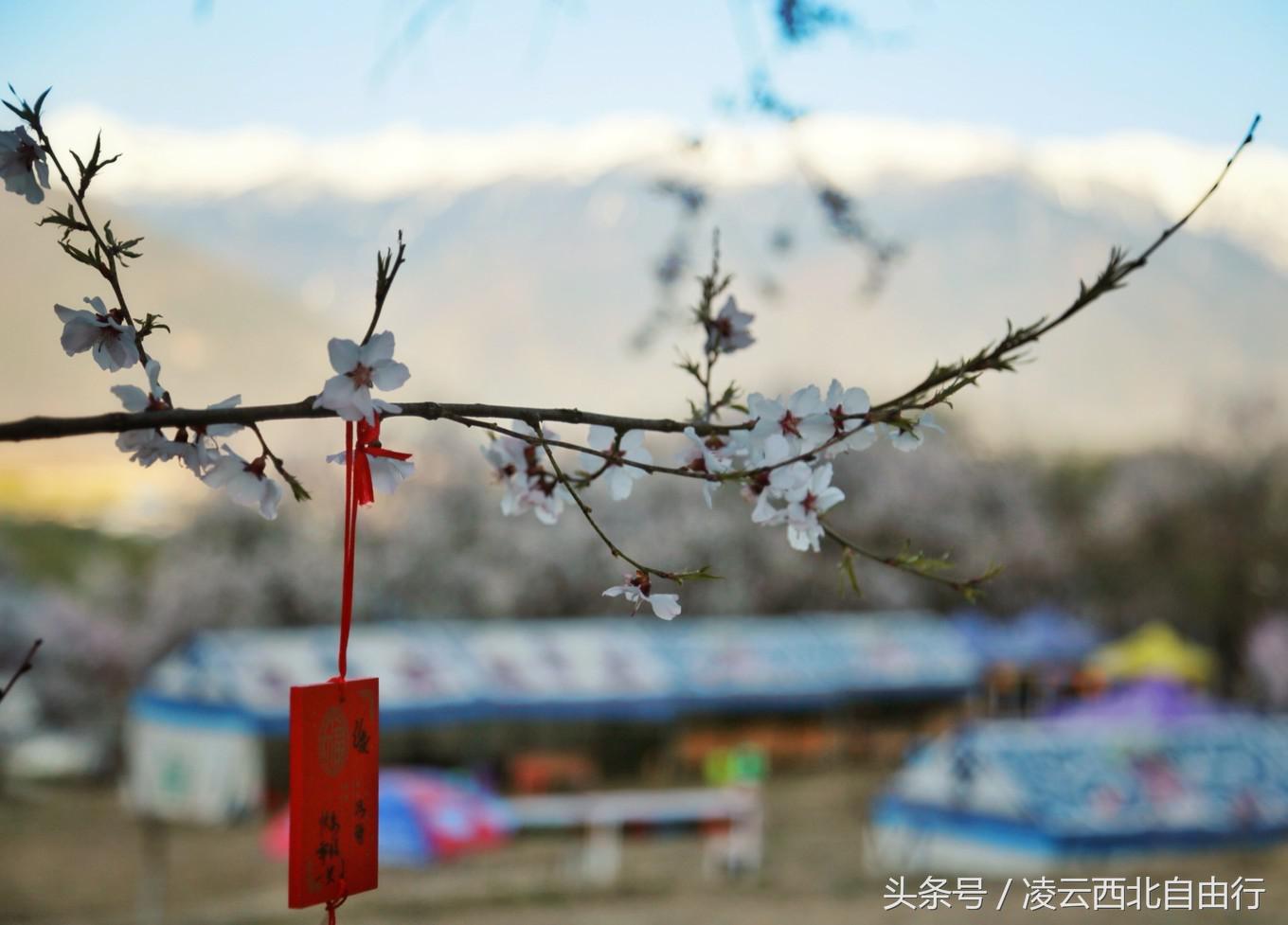 行，为寻三生三世桃花，却爱上了*藏西**的那抹蓝