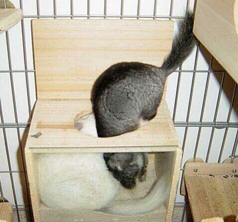 「119」龙猫浴沙卫生消毒要跟进