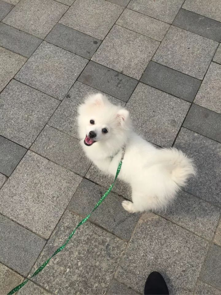 银狐犬讨人喜欢为啥养的人却不多,银狐犬为什么很少人养