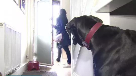 如何治愈抑郁狗狗,狗狗为什么会得抑郁症