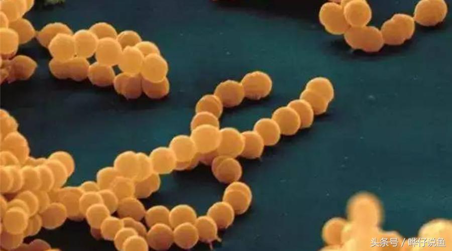 鱼缸em菌有必要用吗,鱼缸养鱼em菌喂鱼多久喂一次