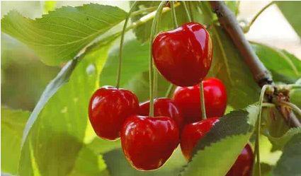 巴西桑巴狂欢节干些啥,巴西足球盛会