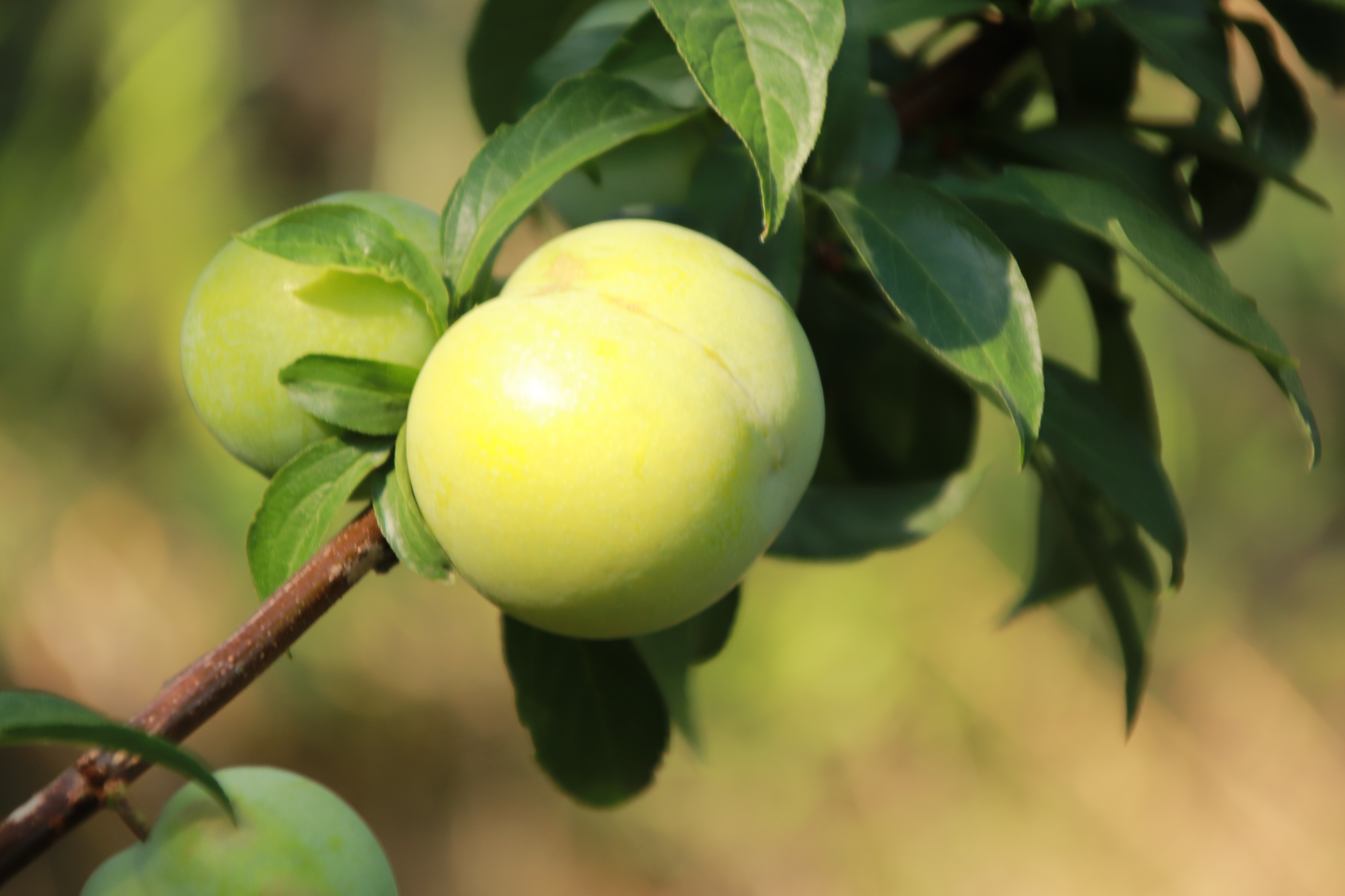 贵州盛产李子的地方,去贵州旅游吃到的李子