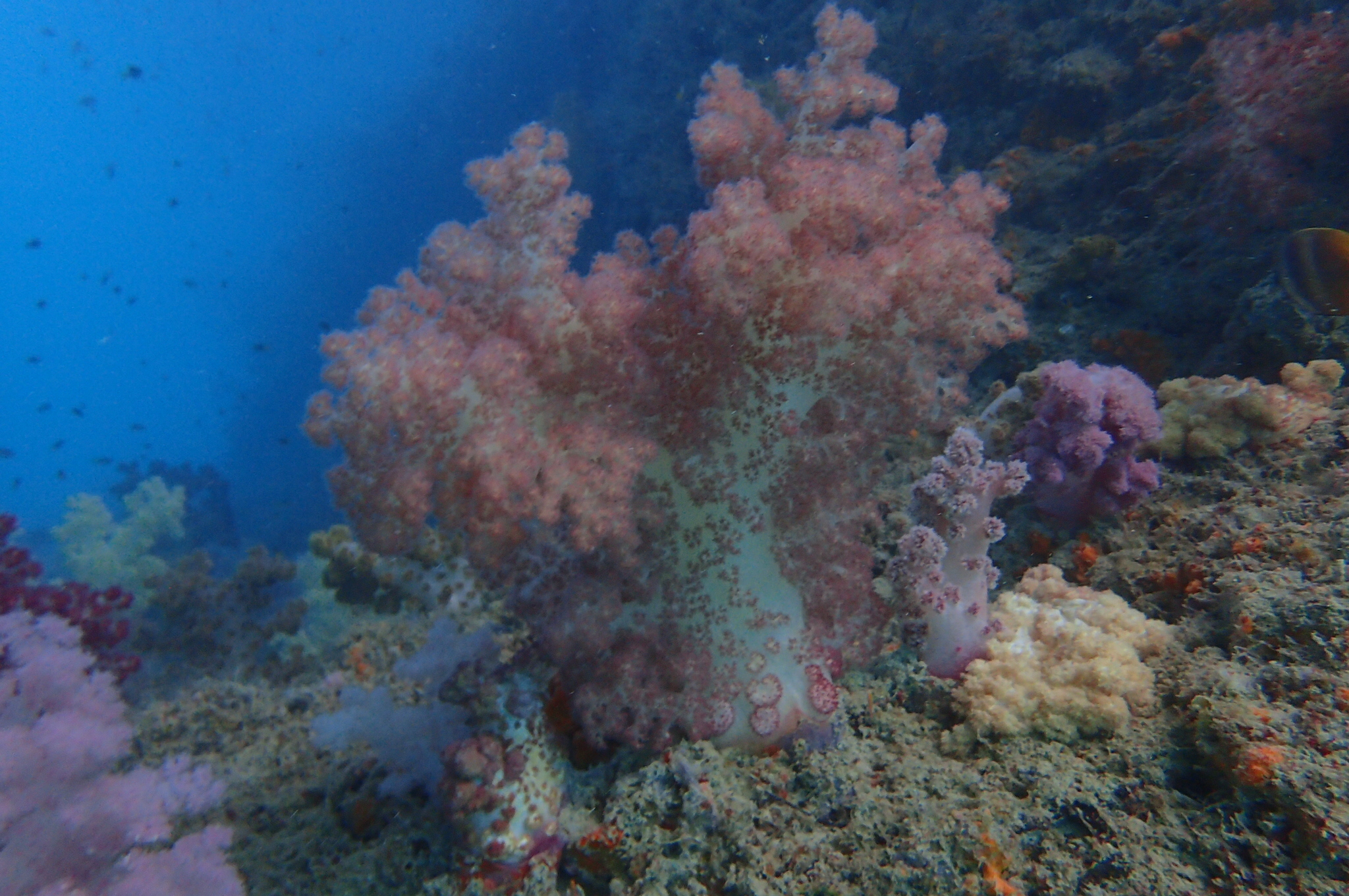 海岛国家｜帕劳最经典的浮潜点也是最值得一去的地方！