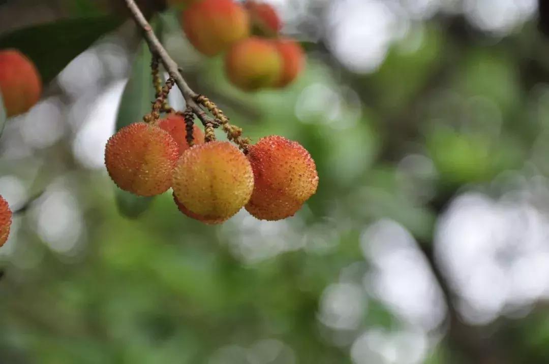 又到一年杨梅季完整视频,又到一年杨梅季