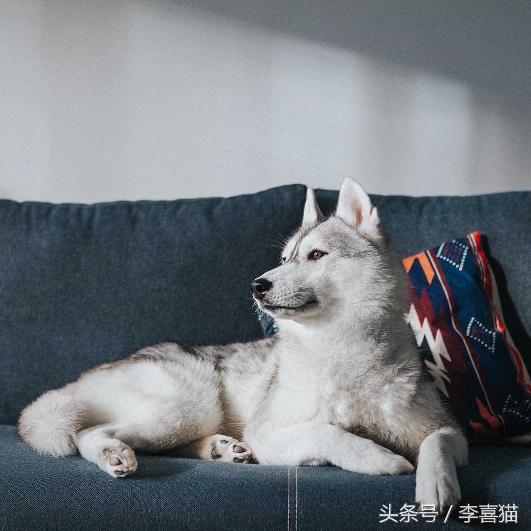 二哈界的一股清流，长相这么眉清目秀还是我熟悉的那个哈士奇吗