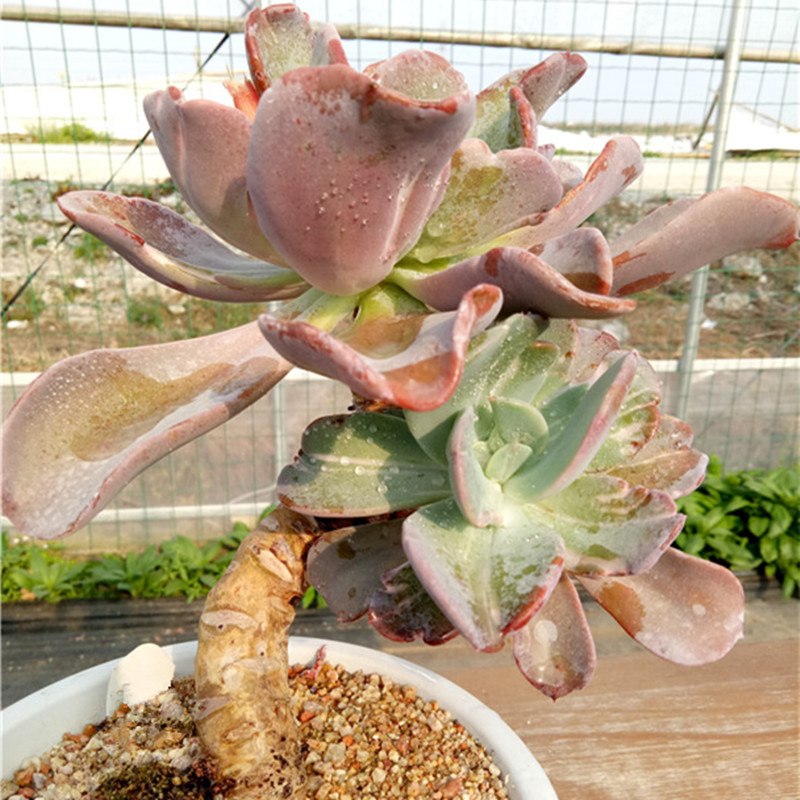 多肉树,多肉树杈