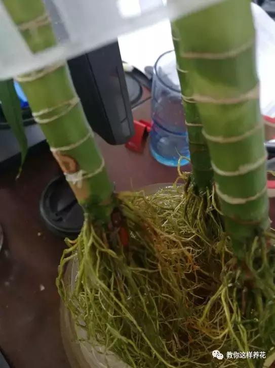 富贵竹节节高黄叶怎么办,节节高富贵竹枯萎黄叶