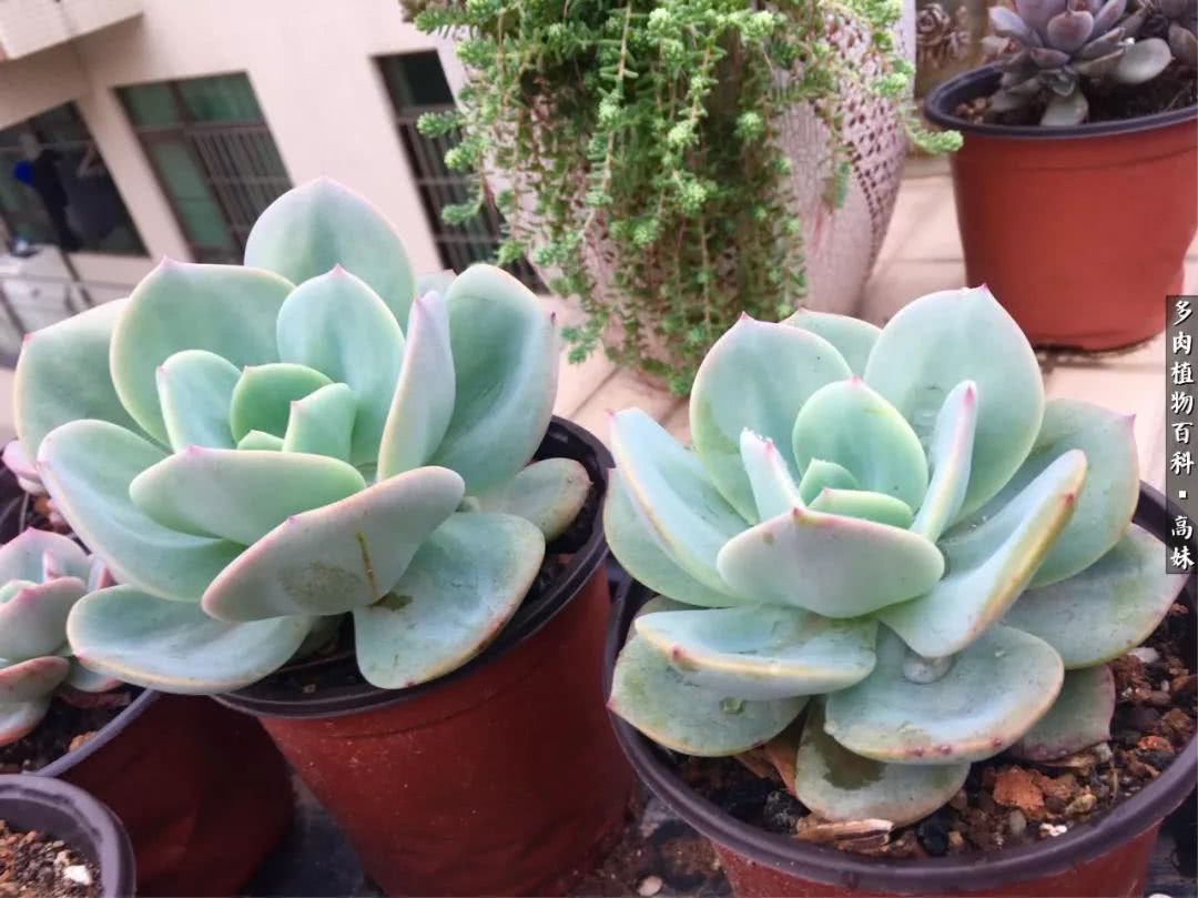 90张多肉图片——纪念入坑两周年！