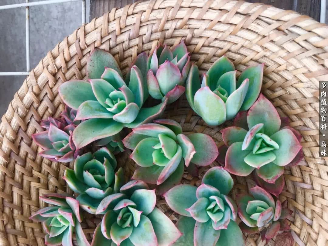 90张多肉图片——纪念入坑两周年！