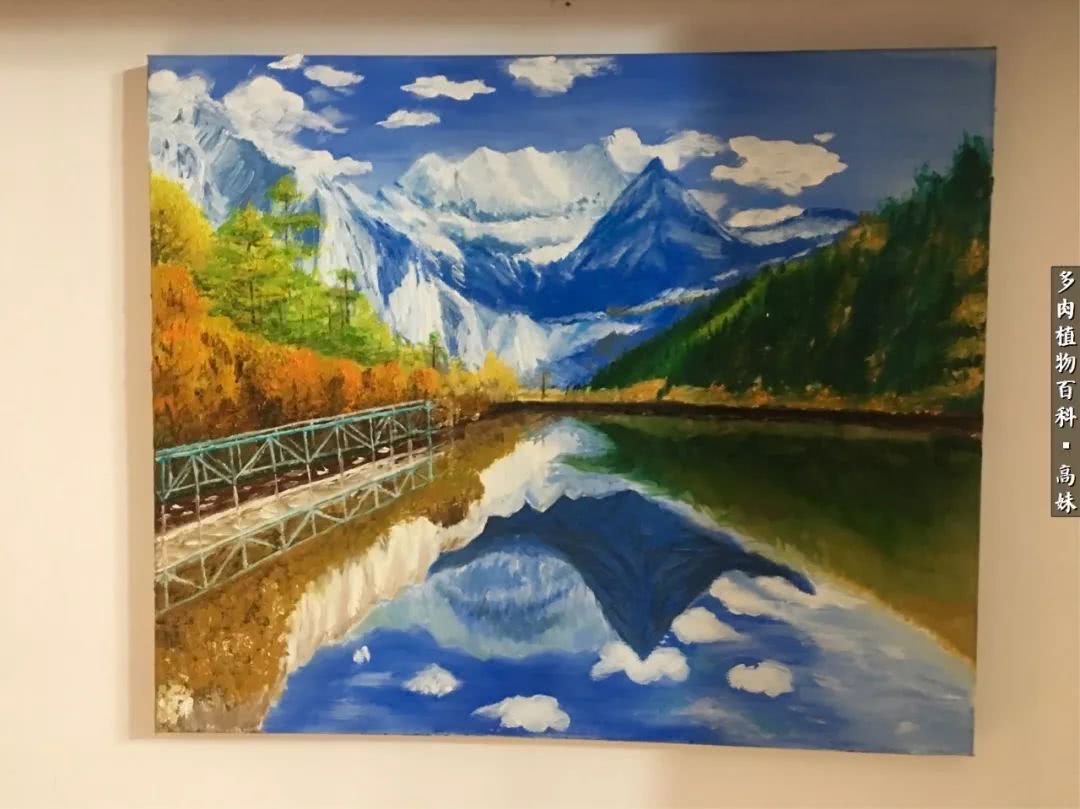 90张多肉图片——纪念入坑两周年！