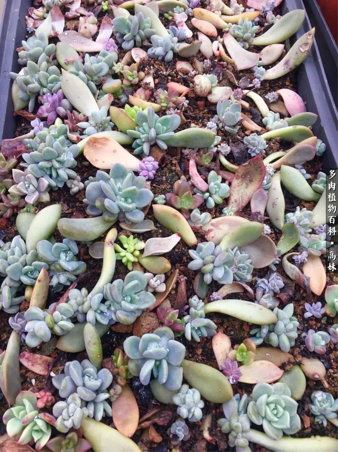 90张多肉图片——纪念入坑两周年！