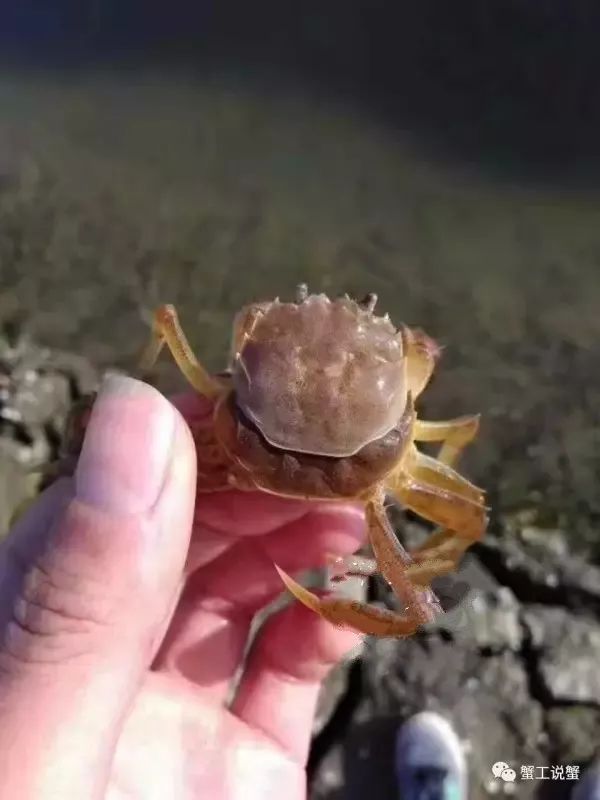 盘锦河蟹疾病,河蟹有哪些疾病