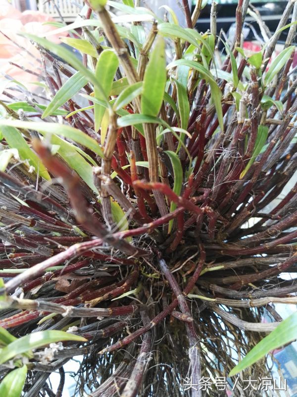 神奇的“黑根”,德昌端午节寻常百姓家药膳必备