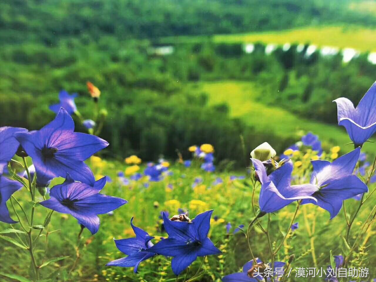 六月份去呼伦贝尔大草原旅游攻略,6月底呼伦贝尔大草原有草吗