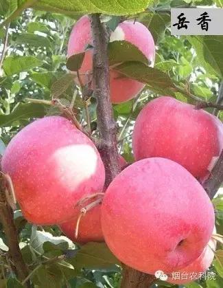 红富士葡萄品种介绍,红富士品种大全图片